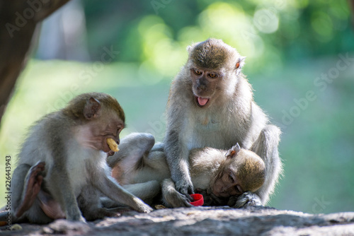 Monkeys family at Tang Kuan Hill, Songkhla, Thailand. © Worawut