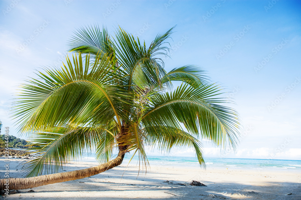 Coconut tree on beach with blue sky. Coconut tree on beach with blue sky.