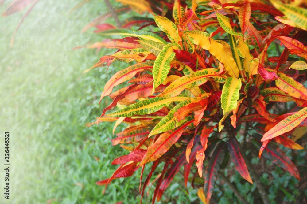 leaves coorfui in garden park and light soft blur leaves coorfui in garden park and light soft blur