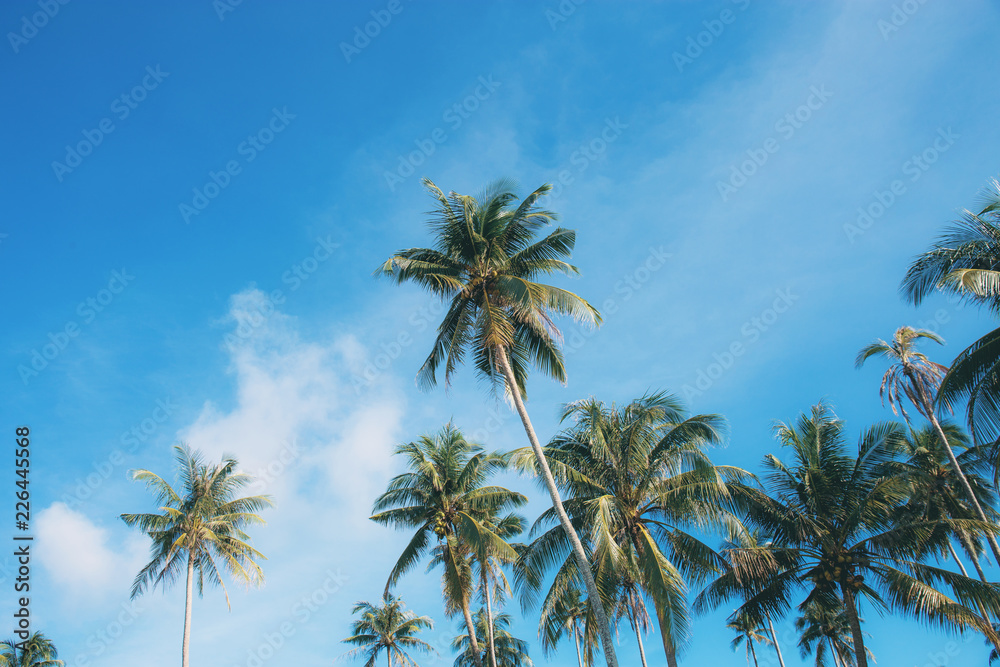 Coconut tree with colorful at sky. Coconut tree with colorful at sky.