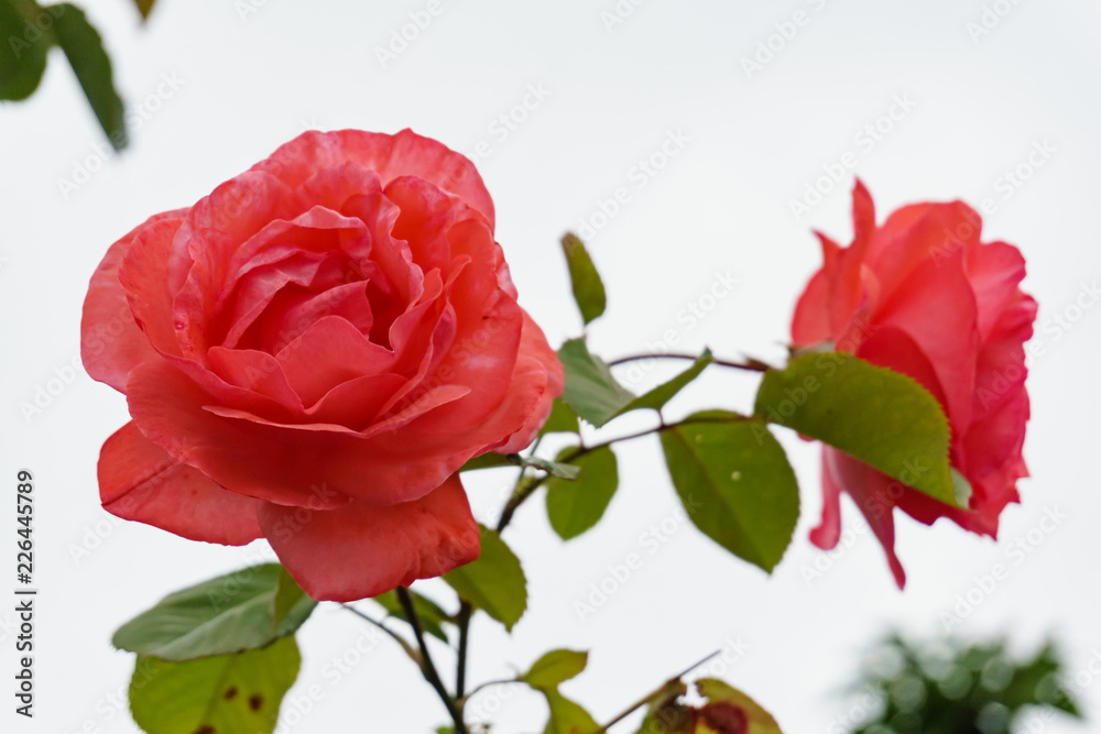 red rose on bright background red rose on bright background