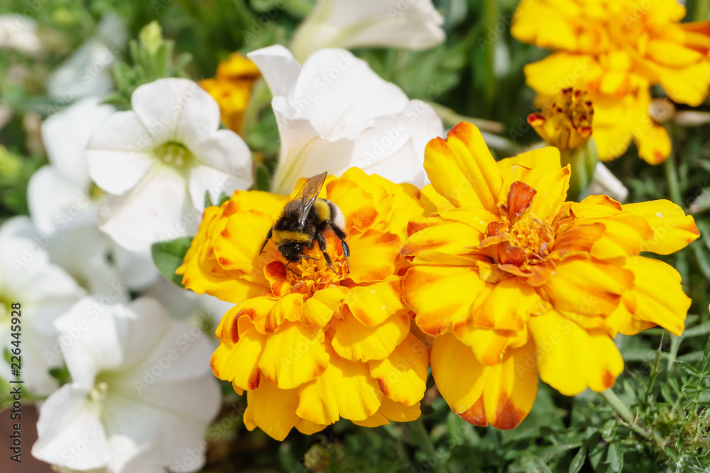 closeup fo bumblebee leeching nectar from a yellow flower closeup fo bumblebee leeching nectar from a yellow flower