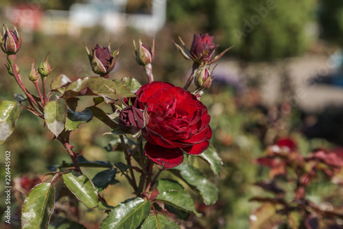 Red rose, a symbol of love. Red roses for lover, natural roses in the garden, natural background for greeting card, celebration invitation, calendar, poster photo