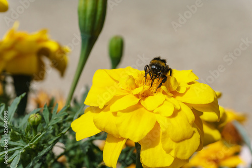 closeup fo bumblebee leeching nectar from a yellow flower photo