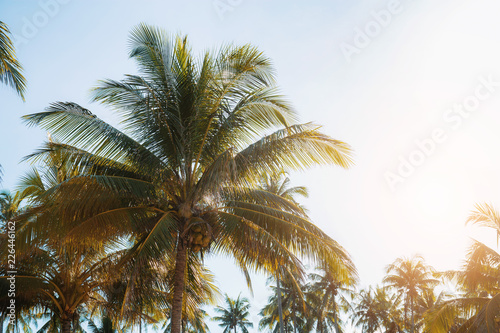 Coconut tree with sunlight.