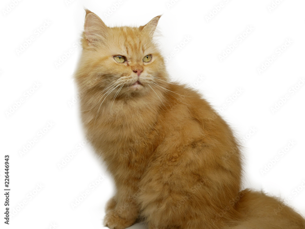 Persian orange cat isolated on white background