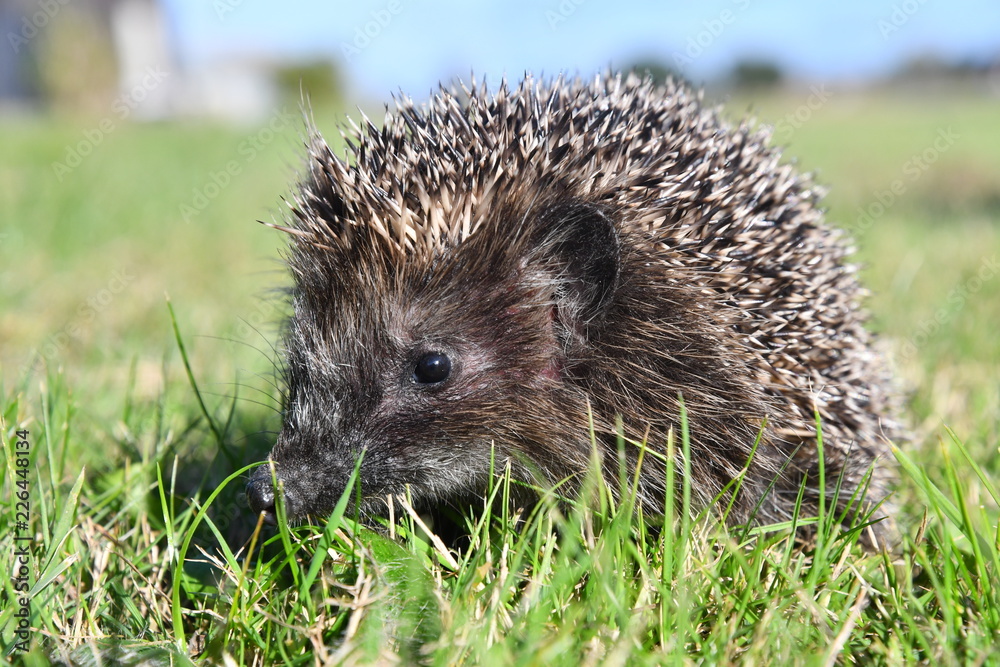 Igel auf Wiese 7 Igel auf Wiese 7