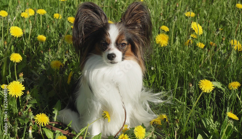 Beautiful dog Papillon sitting on green lawn with dandelions