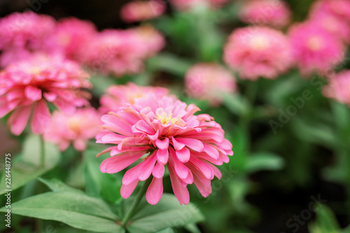 Gerbera of pink with beautiful.