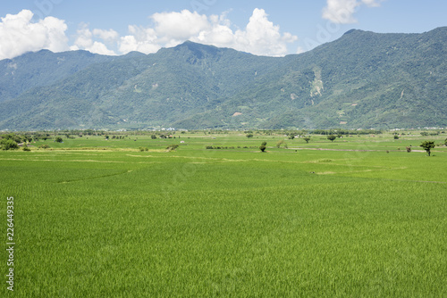 green paddy farm