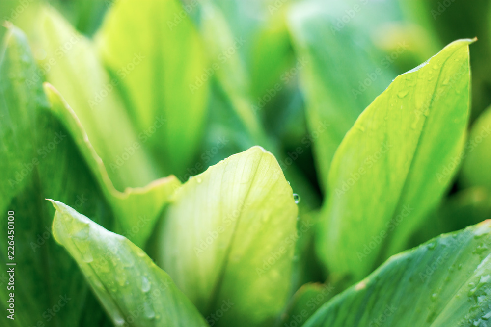 Leaves plant with green background. Leaves plant with green background.