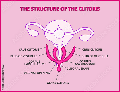 The structure of the clitoris, a medical poster female anatomy vagina