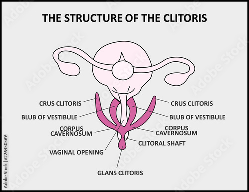 The structure of the clitoris, a medical poster female anatomy vagina