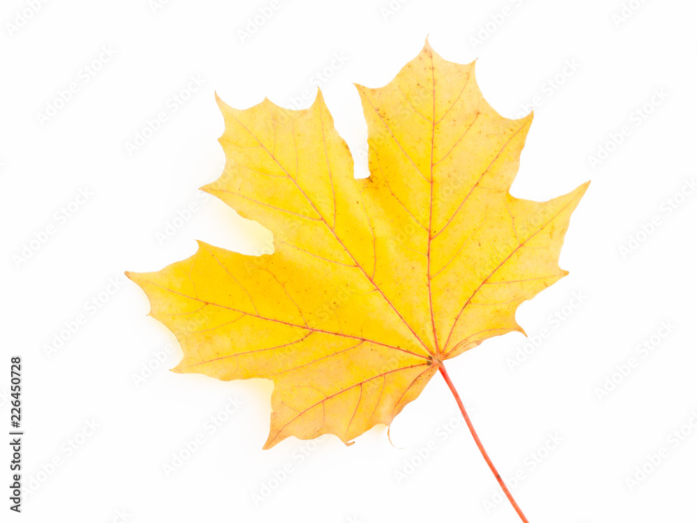 Yellow maple leaf. Isolated.