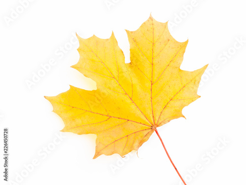 Yellow maple leaf. Isolated.