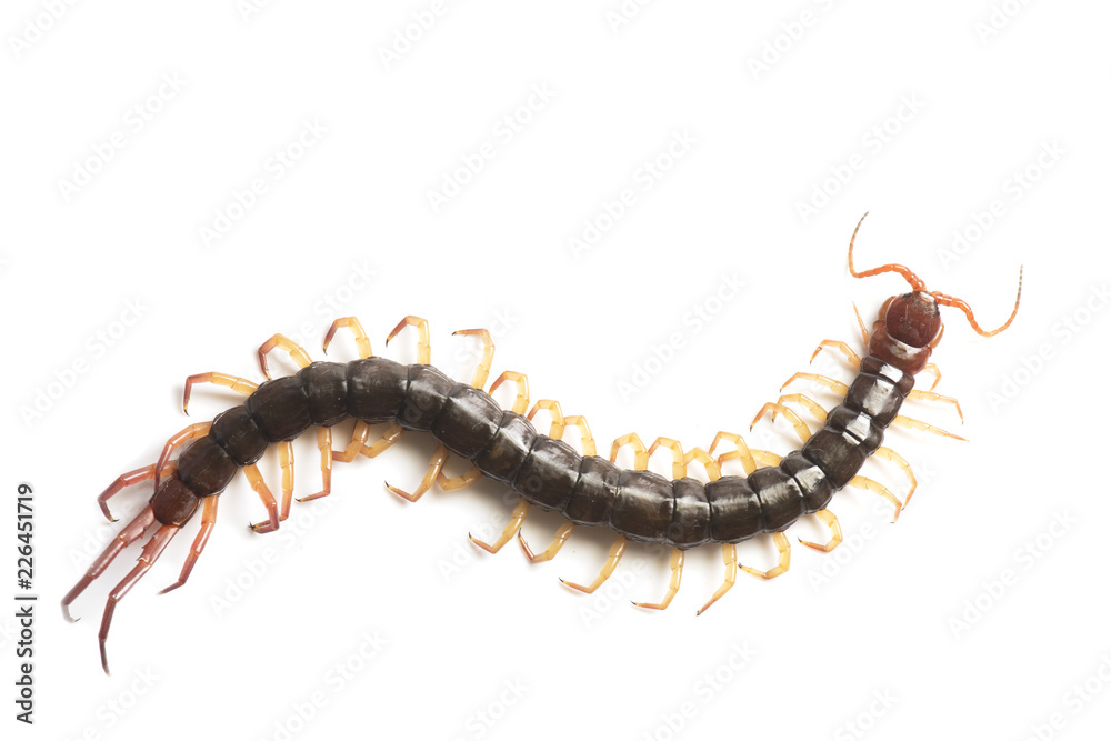 The Giant red Centipede dangerous animal on white background. The Giant red Centipede dangerous animal on white background.