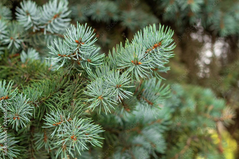 Fluffy branches of evergreen blue Christmas tree with needles in the forest before Christmas