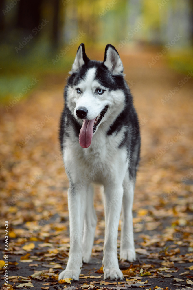 Black and white Siberian Husky with blue eyes. Dog outdoors in autumn park Black and white Siberian Husky with blue eyes. Dog outdoors in autumn park