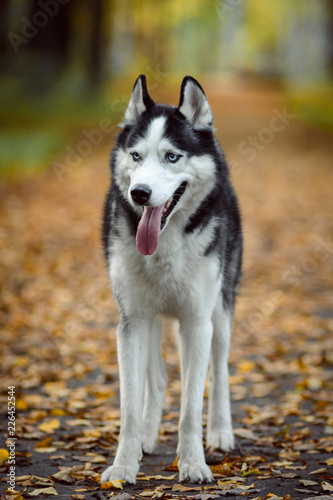 Black and white Siberian Husky with blue eyes. Dog outdoors in autumn park