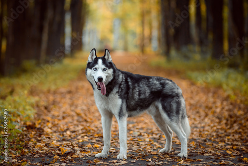 Fototapeta Naklejka Na Ścianę i Meble -  Black and white Siberian Husky with blue eyes. Dog outdoors in autumn park