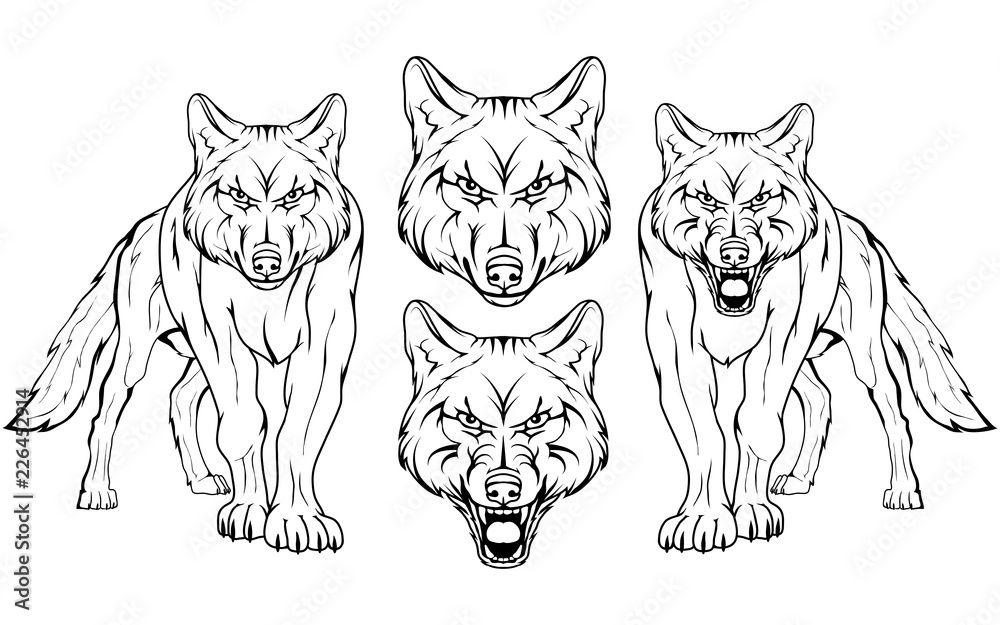 Naklejka premium wolf, isolated on white background, colour illustration, suitable as logo or team mascot, dangerous forest predator, wolf's head, wild animal, gray wolf in full growth, vector graphics to design