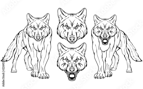 wolf, isolated on white background, colour illustration, suitable as logo or team mascot, dangerous forest predator, wolf's head, wild animal, gray wolf in full growth, vector graphics to design