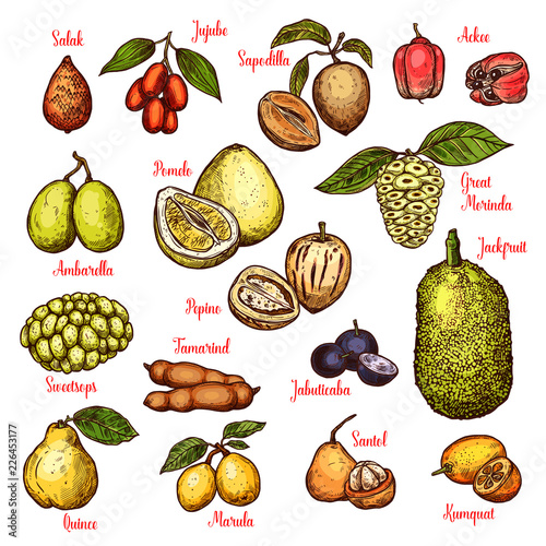 Vector sketch exotic tropical fruits