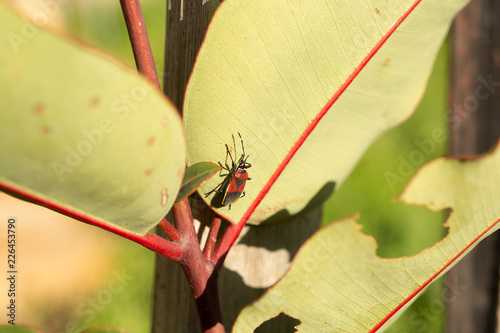 Harlequin bug on the underside of a leaf photo