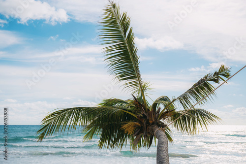 Palm tree with the sky.