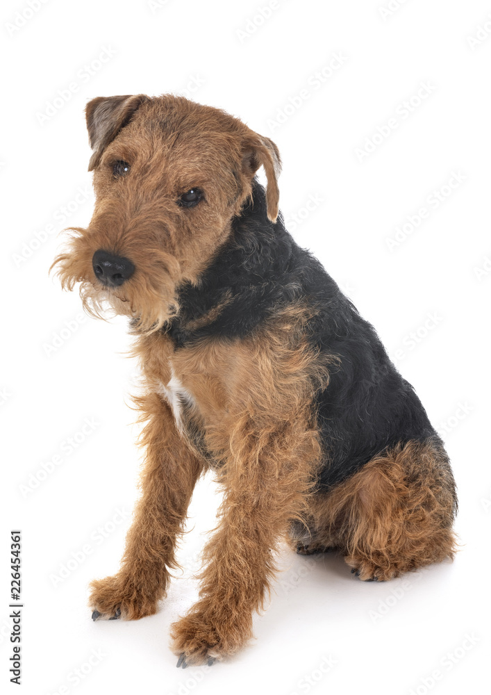 welsh terrier in studio