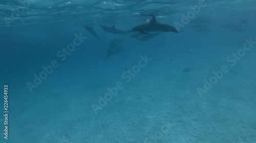 Wallpaper Mural Woman look at on a pod of Spinner dolphins -  Stenella longirostris swims in the blue water. Underwater shot, Low-angle shot    Torontodigital.ca
