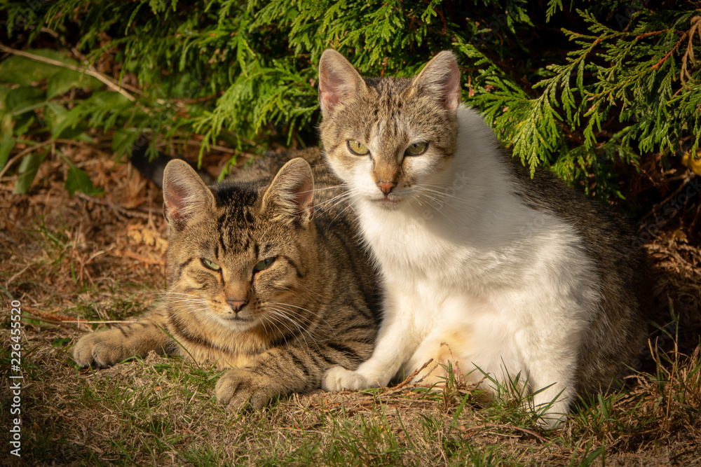 Cats in autumn