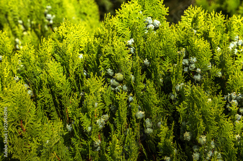 Photo depicting branch of juniper blossoming in springtime, fruiting. New fresh brunches of evergreen juniper in garden, blurred background. Berries ripen on branches of juniper. Herbal medicine.