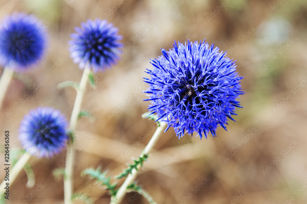 Herbaceous plants Herbaceous plants