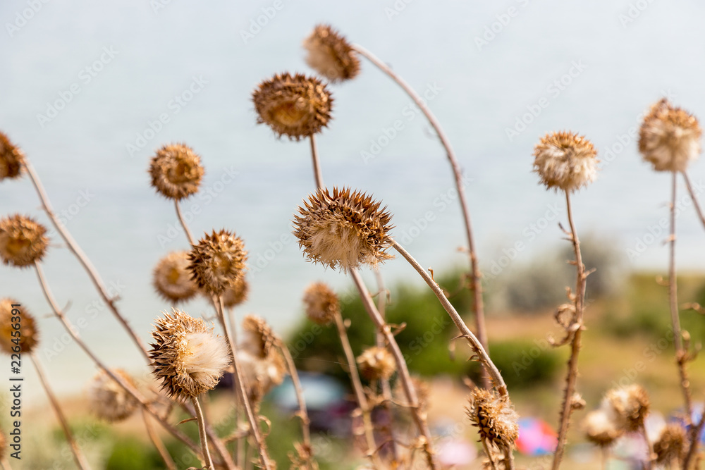 Herbaceous plants Herbaceous plants