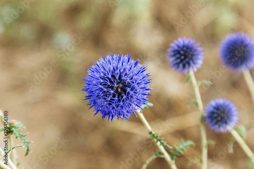 Herbaceous plants "Milk Thistle" (Silybum Marianum). Field with power marian (milk thistle), medical plants. Dry mature head, dried mature flowers with seeds. Blessed Thistle Flower