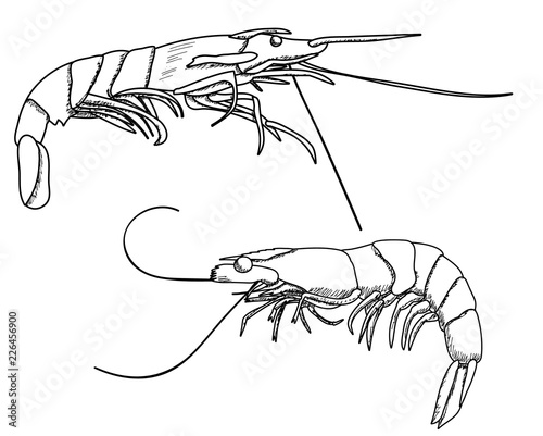 white background, shrimp sketch, outline