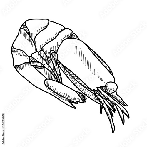 vector, white background, sketch of shrimp, food