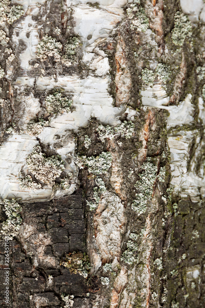 birch bark texture natural background and green lichen birch bark texture natural background and green lichen