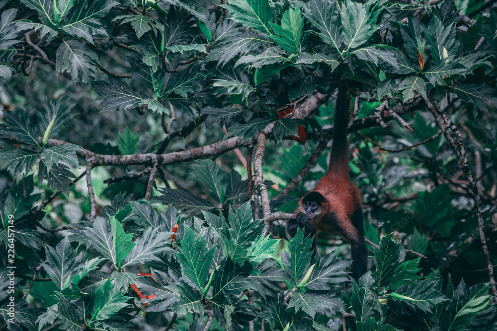 Obraz premium Spider Monkey hanging in the tree