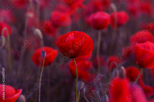 Flowers Red poppies blossom on wild field. Beautiful field red poppies with selective focus. Red poppies in soft light. Opium poppy. Glade of red poppies. Toning. Creative processing in dark low key