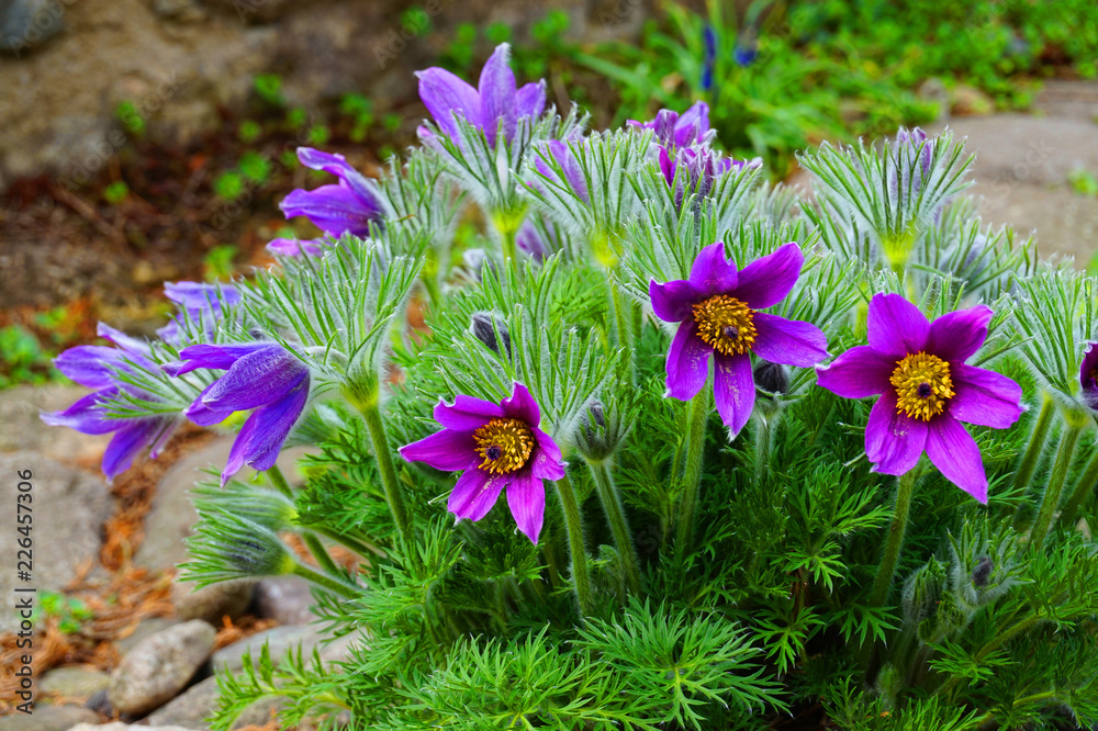 pasqueflower as very nice spring flower pasqueflower as very nice spring flower