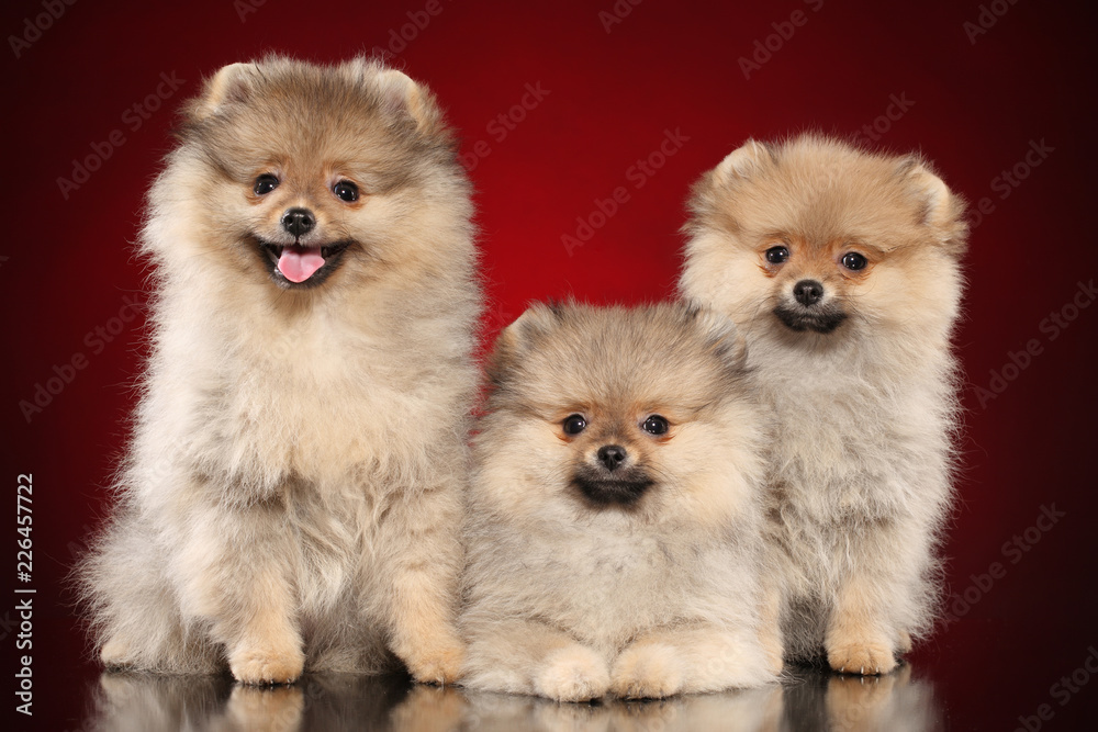 Obraz premium Pomeranian Spitz puppies