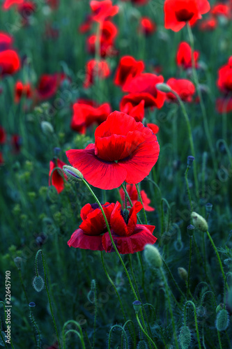 Fototapeta Naklejka Na Ścianę i Meble -  Flowers Red poppies blossom on wild field. Beautiful field red poppies with selective focus. Red poppies in soft light. Opium poppy. Glade of red poppies. Toning. Creative processing in dark low key