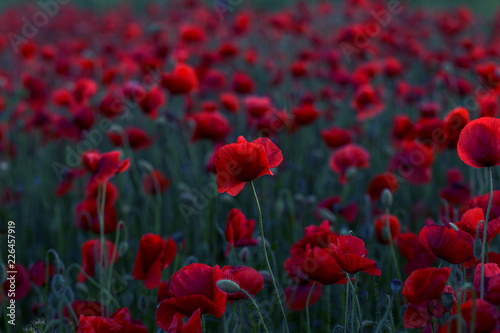 Flowers Red poppies blossom on wild field. Beautiful field red poppies with selective focus. Red poppies in soft light. Opium poppy. Glade of red poppies. Toning. Creative processing in dark low key © Aleksandr Lesik