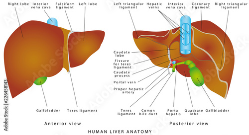 Liver anatomy