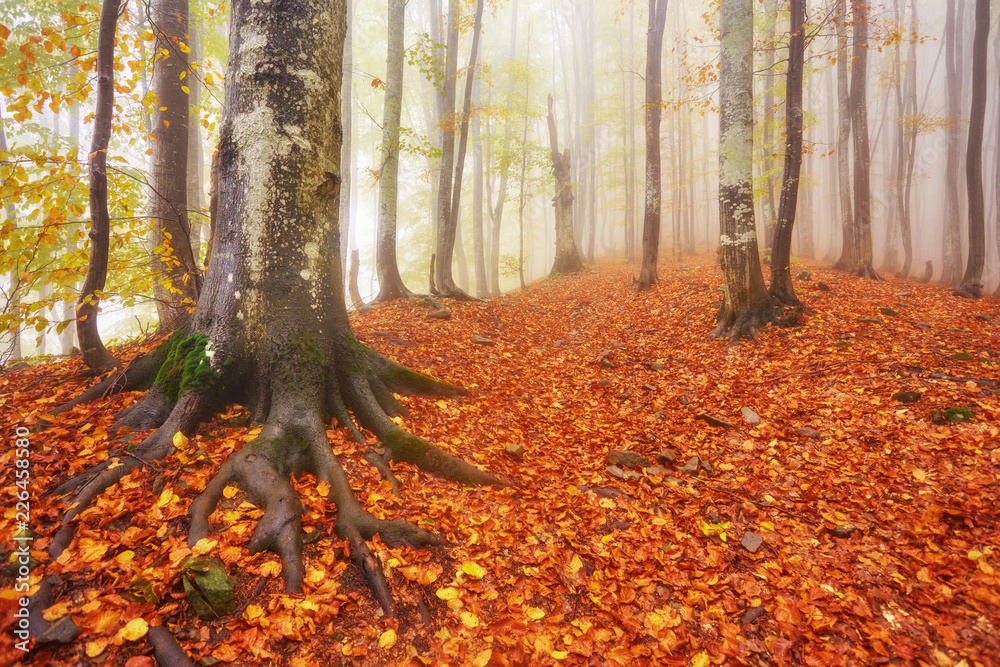 Fototapeta premium Autumn landscape in foggy wood