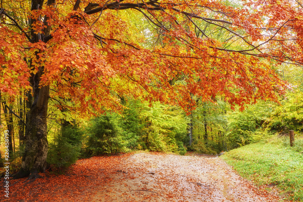 Naklejka premium background texture of yellow leaves