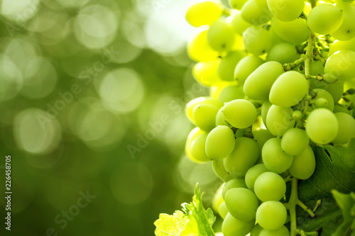 Bunch of grapes against background of bright green foliage