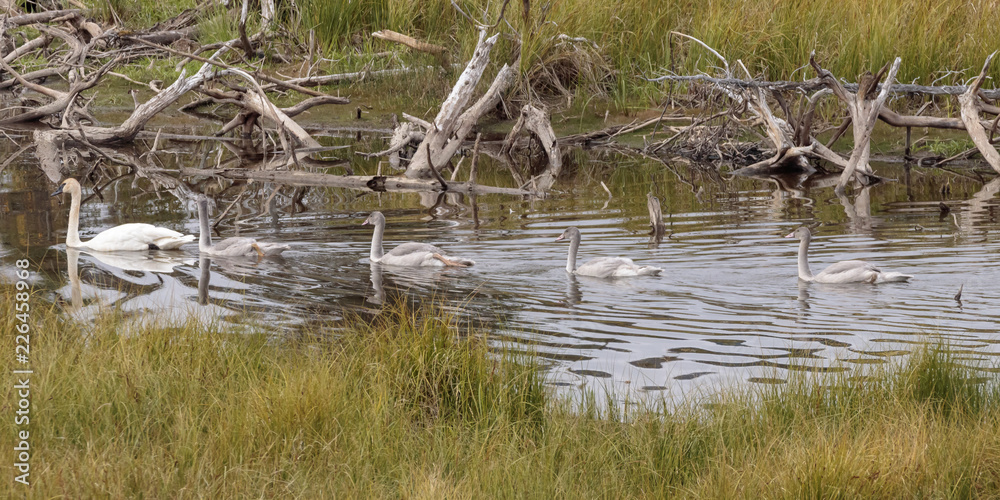 Wild swans in a lake in Yukon Canada Wild swans in a lake in Yukon Canada